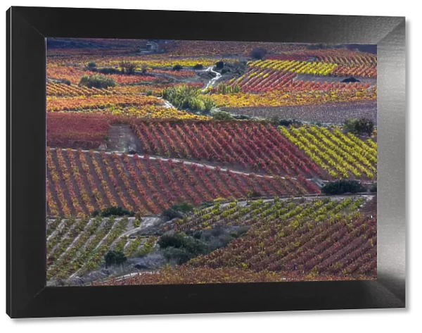 Vineyards in autumn, La Rioja, Sierra De Cantabria, Alava, Basque Country, Spain
