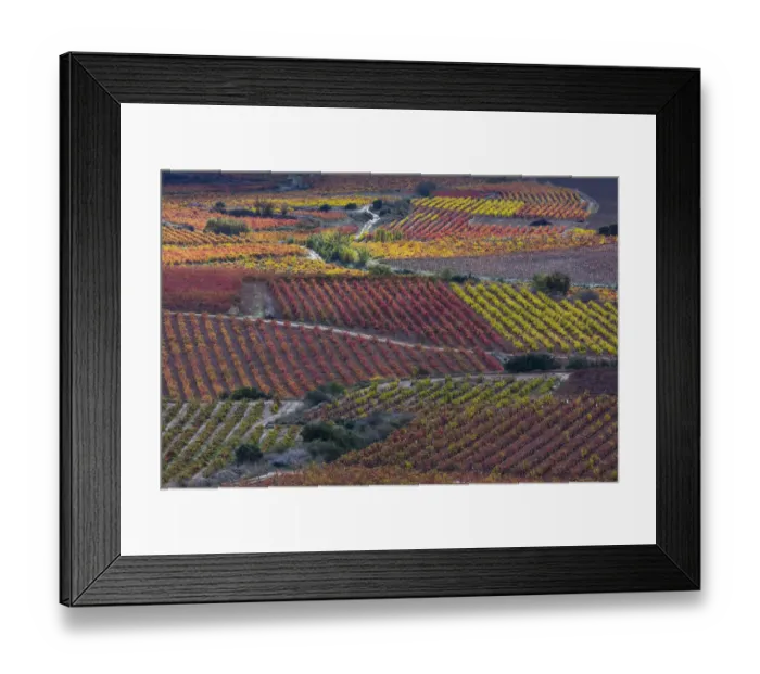 Framed Print : Vineyards in autumn, La Rioja, Sierra De Cantabria, Alava, Basque Country, Spain