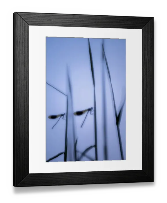 Framed Print : RF - Male banded demoiselles (Calopteryx splendens), roosting among reeds, silhouetted Framed Print : RF - Male banded demoiselles (Calopteryx splendens), roosting among reeds, silhouetted