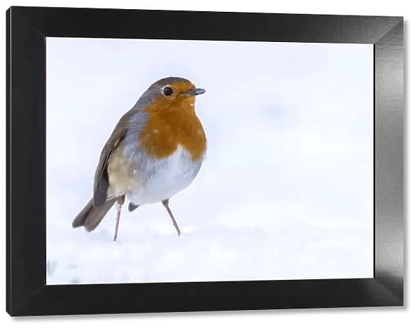 RF - Robin (Erithacus rubecula) in the snow, Broxwater, Cornwall, UK. March
