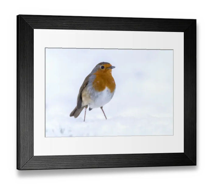 Framed Print : RF - Robin (Erithacus rubecula) in the snow, Broxwater, Cornwall, UK. March Framed Print : RF - Robin (Erithacus rubecula) in the snow, Broxwater, Cornwall, UK. March