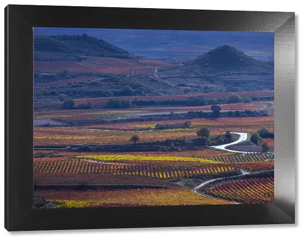 Vineyards in autumn, La Rioja, Sierra De Cantabria, Alava, Basque Country, Spain