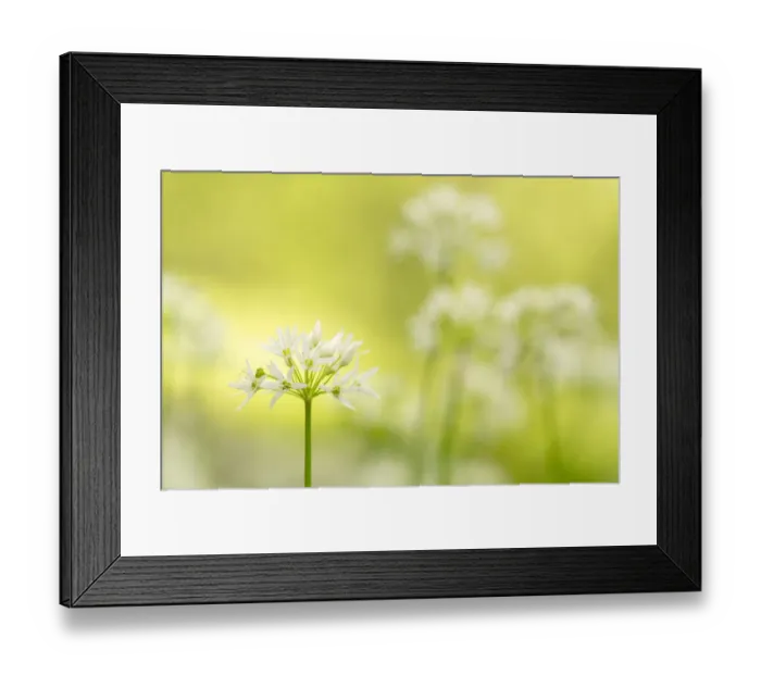 Framed Print : RF - Wild garlic / Ramson flowerts (Allium ursinum) Valency Valley, Boscastle, Cornwall, UK Framed Print : RF - Wild garlic / Ramson flowerts (Allium ursinum) Valency Valley, Boscastle, Cornwall, UK
