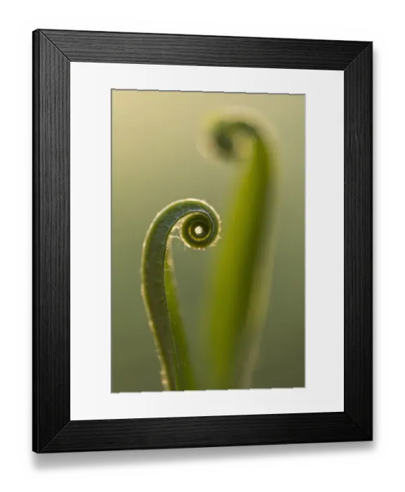 Framed Print : RF - Harts tongue fern (Asplenium scolopendrium) leaf unfurling, Broxwater, Cornwall Framed Print : RF - Harts tongue fern (Asplenium scolopendrium) leaf unfurling, Broxwater, Cornwall