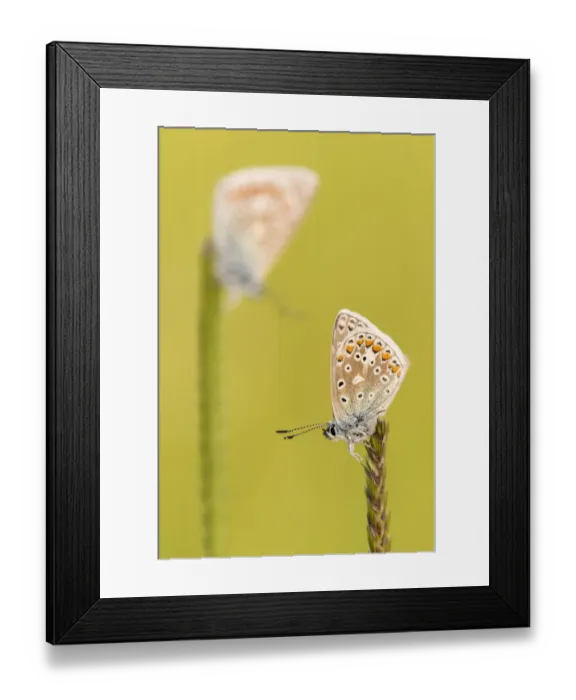 Framed Print : RF - Common blue butterflies (Polyommatus icarus) resting on a backlit grass, evening light Framed Print : RF - Common blue butterflies (Polyommatus icarus) resting on a backlit grass, evening light