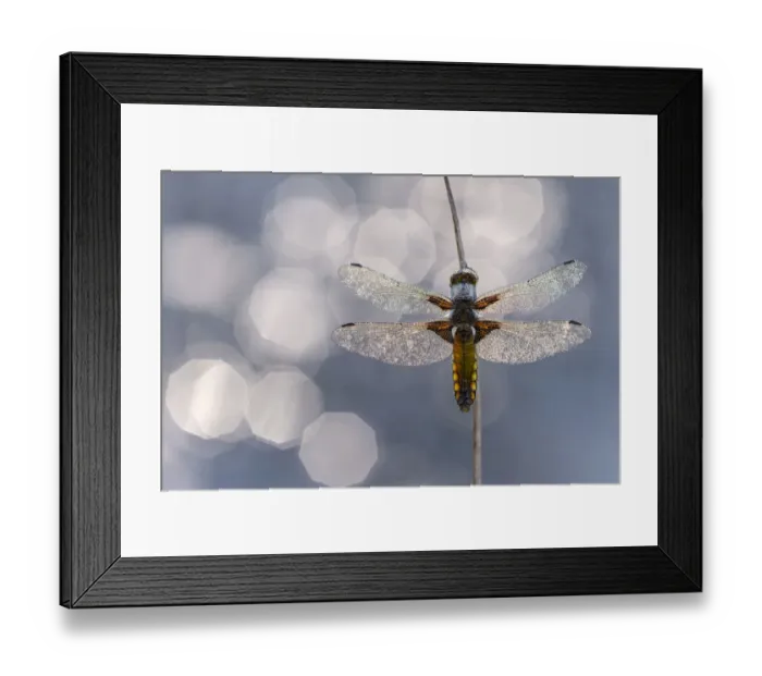 Framed Print : Broad bodied chaser dragonfly (Libellula depressa) covered in dew backlit against water Framed Print : Broad bodied chaser dragonfly (Libellula depressa) covered in dew backlit against water