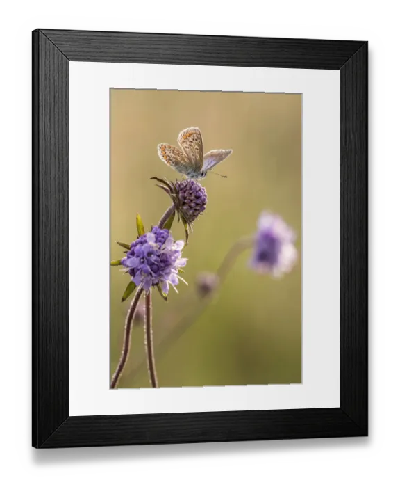 Framed Print : Common blue butterfly (Polyommatus icarus) resting on devils bit scabious (Succisa pratensis) Framed Print : Common blue butterfly (Polyommatus icarus) resting on devils bit scabious (Succisa pratensis)