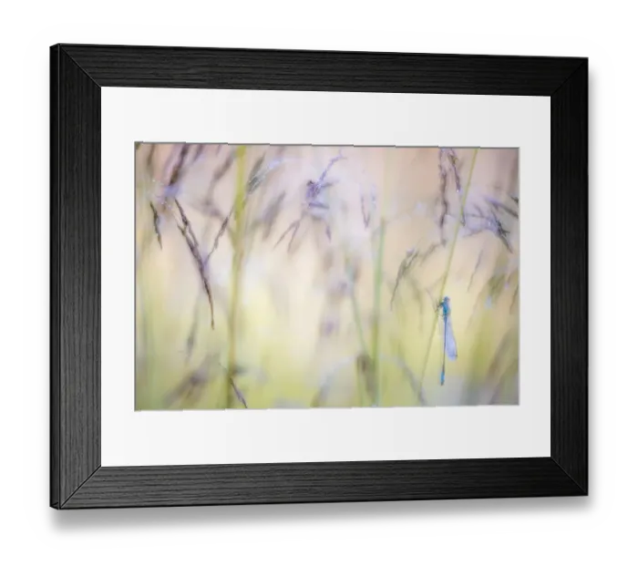 Framed Print : Common blue damselfly (Enallagma cyathigerum) roosting among dewy grasses, Tamar Lakes Framed Print : Common blue damselfly (Enallagma cyathigerum) roosting among dewy grasses, Tamar Lakes