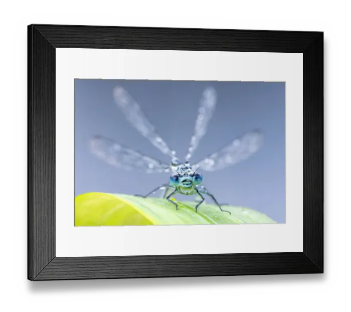 Framed Print : Common blue damselfly (Enallagma cyathigerum) portrait, early morning light, Broxwater Framed Print : Common blue damselfly (Enallagma cyathigerum) portrait, early morning light, Broxwater