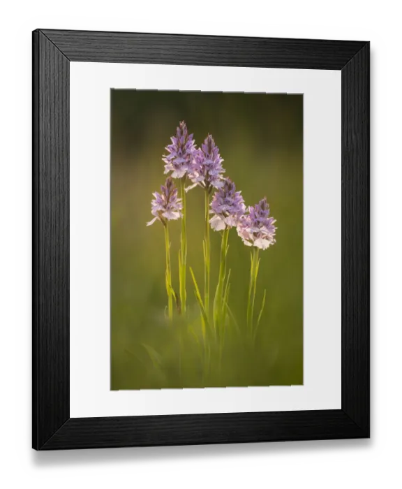 Framed Print : Common spotted orchids (Dactylorhiza fuchsii), backlit, Volehouse nature reserve Framed Print : Common spotted orchids (Dactylorhiza fuchsii), backlit, Volehouse nature reserve