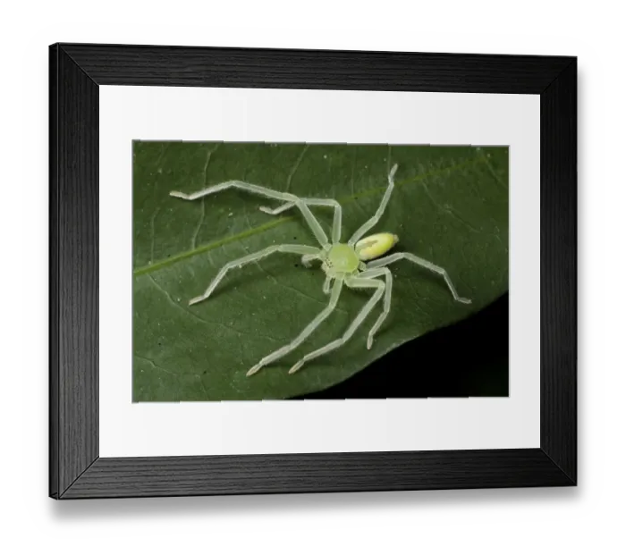 Framed Print : Green huntsman spider (Olios sp), Intervales State Park, Sao Paulo, Atlantic Forest Framed Print : Green huntsman spider (Olios sp), Intervales State Park, Sao Paulo, Atlantic Forest