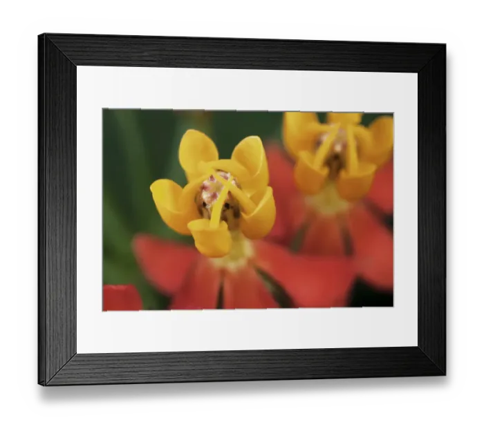 Framed Print : Milkweed (Asclepias mellodora), Intervales State Park, Sao Paulo, Atlantic Forest Framed Print : Milkweed (Asclepias mellodora), Intervales State Park, Sao Paulo, Atlantic Forest