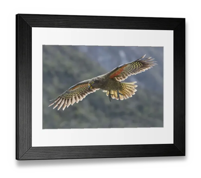 Framed Print : Kea (Nestor notabilis) juvenile in flight. Arthurs Pass National Park, South Island Framed Print : Kea (Nestor notabilis) juvenile in flight. Arthurs Pass National Park, South Island