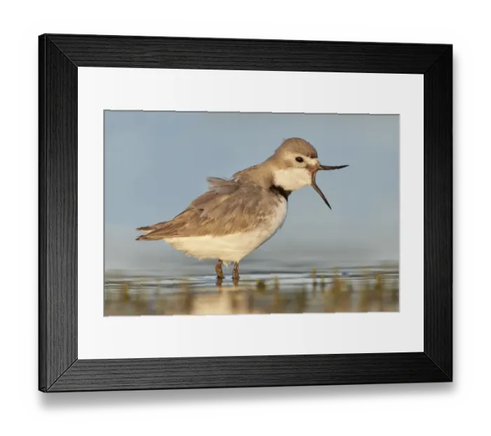 Framed Print : Wrybill (Anarhynchus frontalis) standing shallow water with beak wide open. Lake Ellesmere Framed Print : Wrybill (Anarhynchus frontalis) standing shallow water with beak wide open. Lake Ellesmere