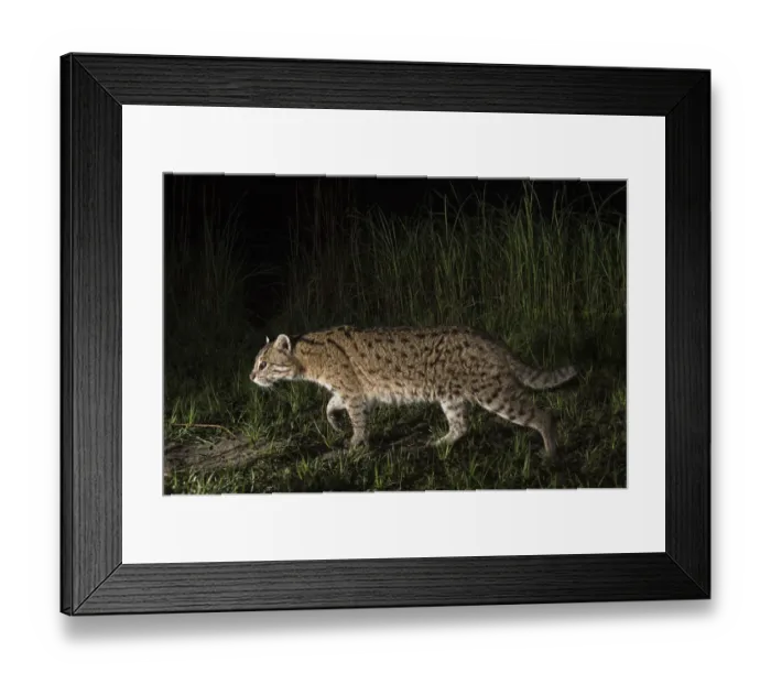 Framed Print : Fishing cat (Prionailurus viverrinus) walking along a path, Dudhwa National Park Framed Print : Fishing cat (Prionailurus viverrinus) walking along a path, Dudhwa National Park