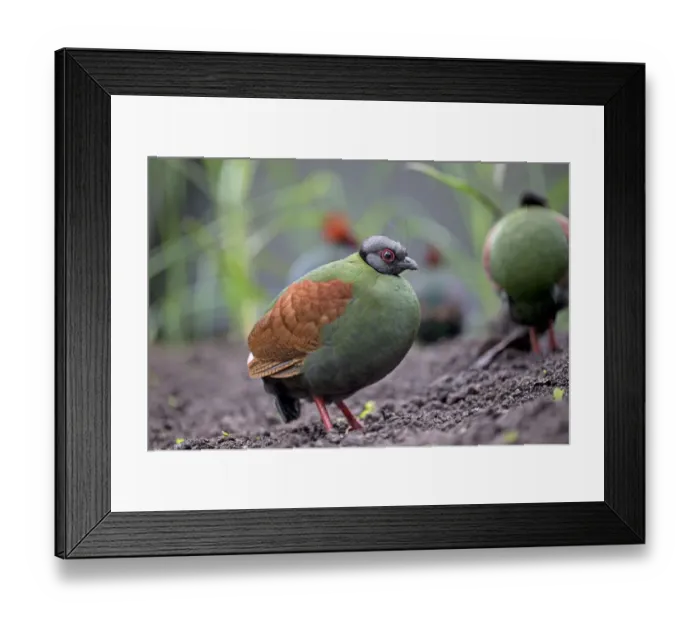Framed Print : Crested partridge (Rollulus rouloul) female. Captive in UK Framed Print : Crested partridge (Rollulus rouloul) female. Captive in UK