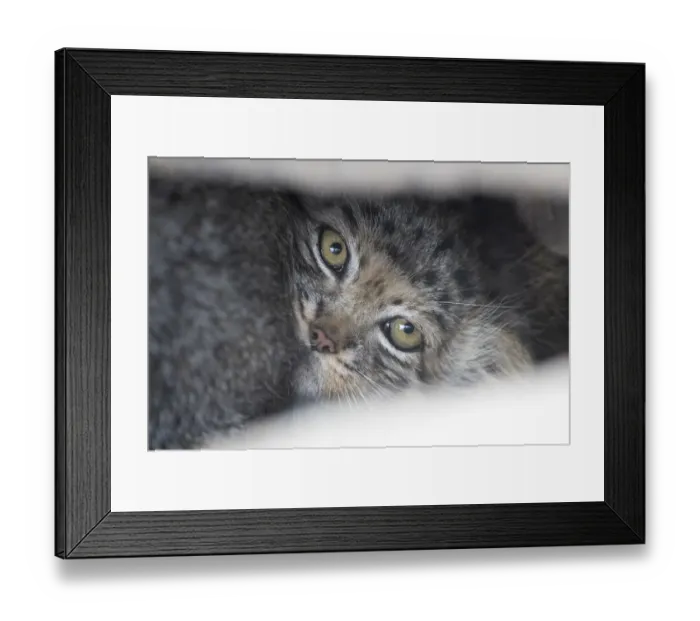 Framed Print : Close up of a juvenile Pallas cat (Otocolobus manul) resting in its den, Mongolia Framed Print : Close up of a juvenile Pallas cat (Otocolobus manul) resting in its den, Mongolia