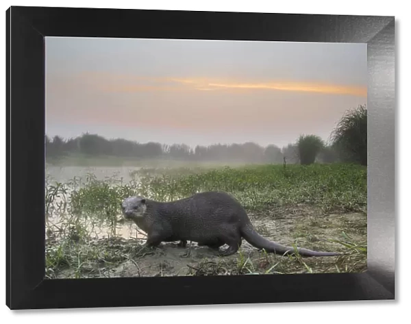 Smooth-coated otter (Lutrogalle perspicillate) about to enter a marsh at dawn, Dudhwa National Park