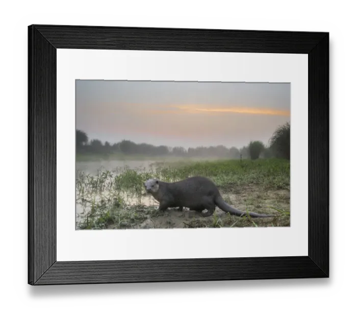 Framed Print : Smooth-coated otter (Lutrogalle perspicillate) about to enter a marsh at dawn, Dudhwa National Park Framed Print : Smooth-coated otter (Lutrogalle perspicillate) about to enter a marsh at dawn, Dudhwa National Park