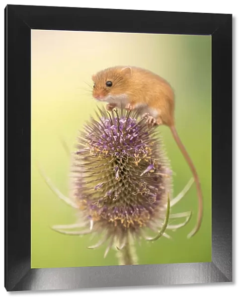 Harvest mouse (Micromys minutus) on teasel seed head, Devon, UK. Captive