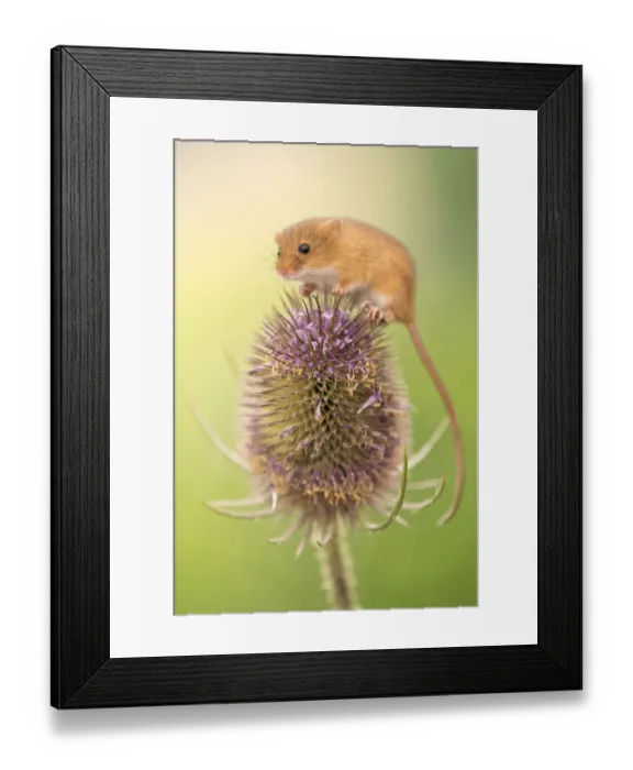 Framed Print : Harvest mouse (Micromys minutus) on teasel seed head, Devon, UK. Captive Framed Print : Harvest mouse (Micromys minutus) on teasel seed head, Devon, UK. Captive