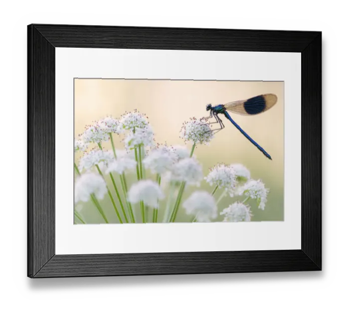 Framed Print : Male banded demoiselle (Calopteryx splendens), resting on flower head, Lower Tamar Lakes