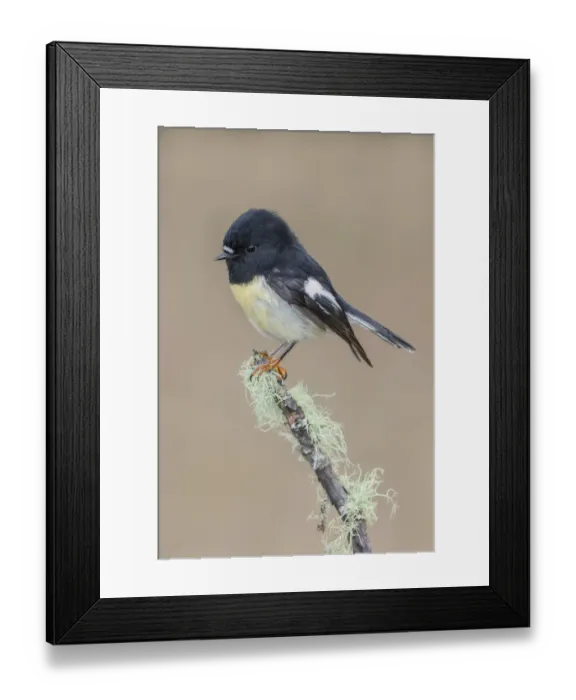 Framed Print : South Island / Yellow-breasted Tomtit (Petroica macrocephala macrocephala) male perched Framed Print : South Island / Yellow-breasted Tomtit (Petroica macrocephala macrocephala) male perched