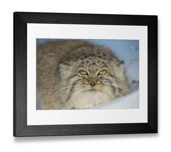 Framed Print : Pallass cat (Otocolobus manul) in snow, Gobi Desert, Mongolia. December Framed Print : Pallass cat (Otocolobus manul) in snow, Gobi Desert, Mongolia. December