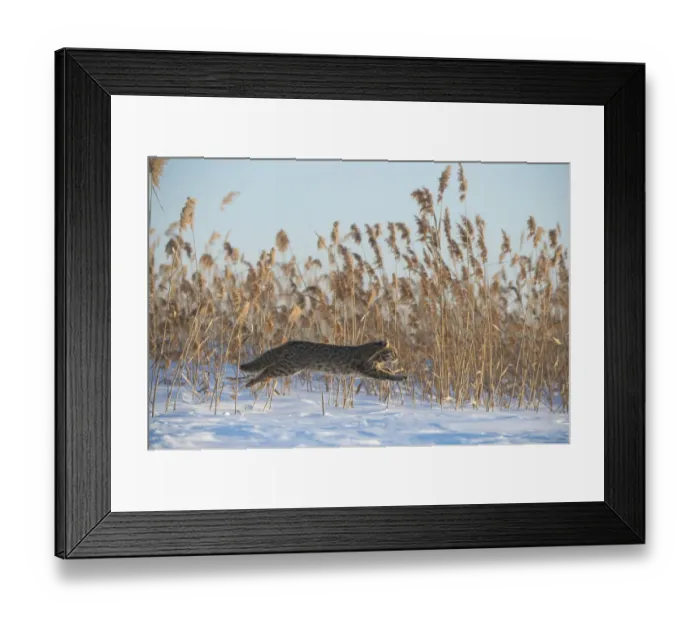 Framed Print : Amur leopard cat (Prionailurus bengalensis euptilurus) leaping past reed bed, Vladivostok Framed Print : Amur leopard cat (Prionailurus bengalensis euptilurus) leaping past reed bed, Vladivostok