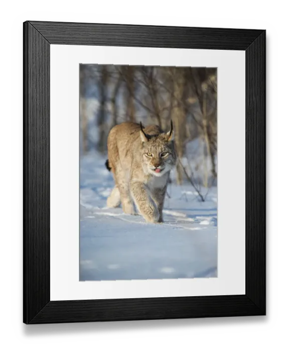 Framed Print : Eurasian lynx (Lynx lynx) walking in snow, Yaroslavl, Central Federal District, Russia Framed Print : Eurasian lynx (Lynx lynx) walking in snow, Yaroslavl, Central Federal District, Russia