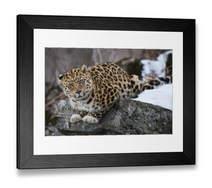 Framed Print : Amur leopard (Panthera pardus orientalis) Land of the Leopard National Park, Primorsky Krai Framed Print : Amur leopard (Panthera pardus orientalis) Land of the Leopard National Park, Primorsky Krai