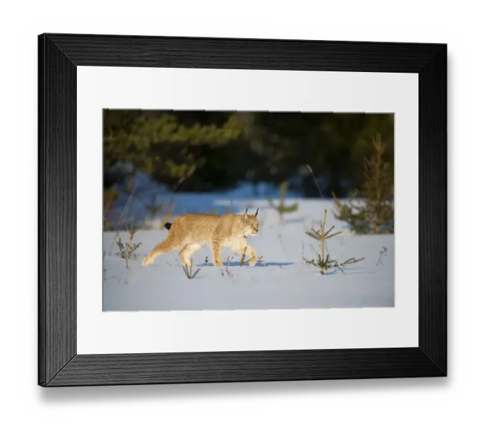 Framed Print : Eurasian lynx (Lynx lynx) walking in snow, Yaroslavl, Central Federal District, Russia Framed Print : Eurasian lynx (Lynx lynx) walking in snow, Yaroslavl, Central Federal District, Russia