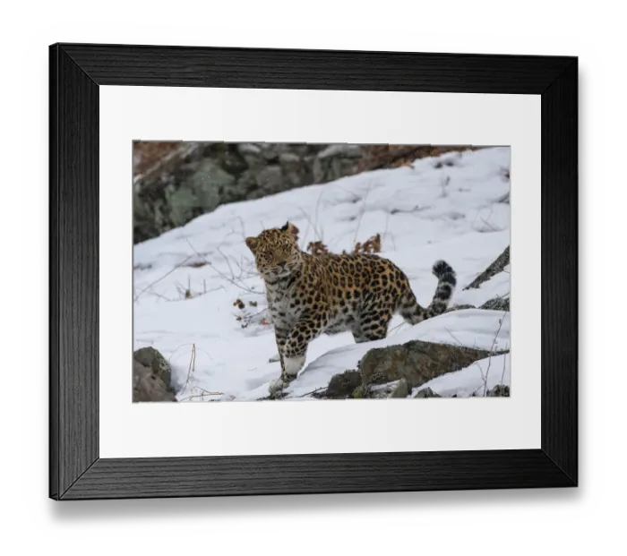 Framed Print : Amur leopard (Panthera pardus orientalis) walking in snow, Land of the Leopard National Park Framed Print : Amur leopard (Panthera pardus orientalis) walking in snow, Land of the Leopard National Park