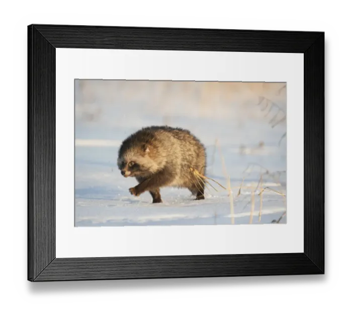 Framed Print : Raccoon dog (Nycterentes procyonoides) walking across snow, Vladivostok, Primorsky Krai Framed Print : Raccoon dog (Nycterentes procyonoides) walking across snow, Vladivostok, Primorsky Krai
