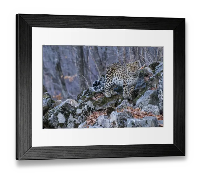 Framed Print : Amur leopard (Panthera pardus orientalis) Land of the Leopard National Park, Primorsky Krai