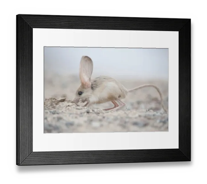 Framed Print : Long-eared jerboa (Euchorentes naso) South Gobi Desert, Mongolia. June Framed Print : Long-eared jerboa (Euchorentes naso) South Gobi Desert, Mongolia. June