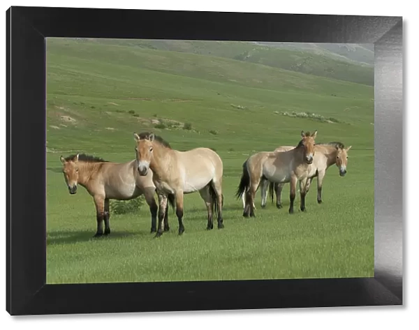 Przewalski horses (Equus ferus przewalski) Khustain Nuruu National Park, Mongolia