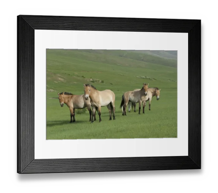 Framed Print : Przewalski horses (Equus ferus przewalski) Khustain Nuruu National Park, Mongolia Framed Print : Przewalski horses (Equus ferus przewalski) Khustain Nuruu National Park, Mongolia