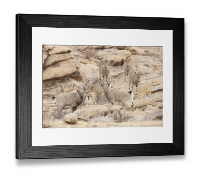 Framed Print : Siberian ibex (Capra sibirica) herd, Altai Mountains, Gobi Desert, Mongolia. November Framed Print : Siberian ibex (Capra sibirica) herd, Altai Mountains, Gobi Desert, Mongolia. November