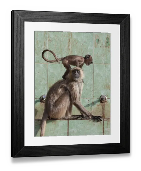 Framed Print : Hanuman langur (Semnopithecus / Presbytis entellus), female with baby at water tap Framed Print : Hanuman langur (Semnopithecus / Presbytis entellus), female with baby at water tap