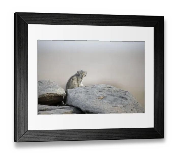 Framed Print : Juvenile Pallas cat (Otocolobus manul) outside den, Mongolia, June Framed Print : Juvenile Pallas cat (Otocolobus manul) outside den, Mongolia, June