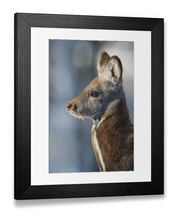 Framed Print : Siberia, n musk deer (Moschus moschiferus) Irkutsk, Siberia, Russia. March Framed Print : Siberia, n musk deer (Moschus moschiferus) Irkutsk, Siberia, Russia. March