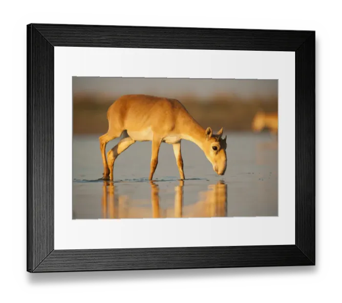 Framed Print : Saiga antelope (Saiga tatarica) drinking Astrakhan, Southern Russia, Russia