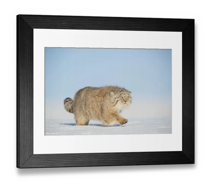 Framed Print : Pallass cat (Otocolobus manul) walking in snow, Gobi Desert, Mongolia. December Framed Print : Pallass cat (Otocolobus manul) walking in snow, Gobi Desert, Mongolia. December