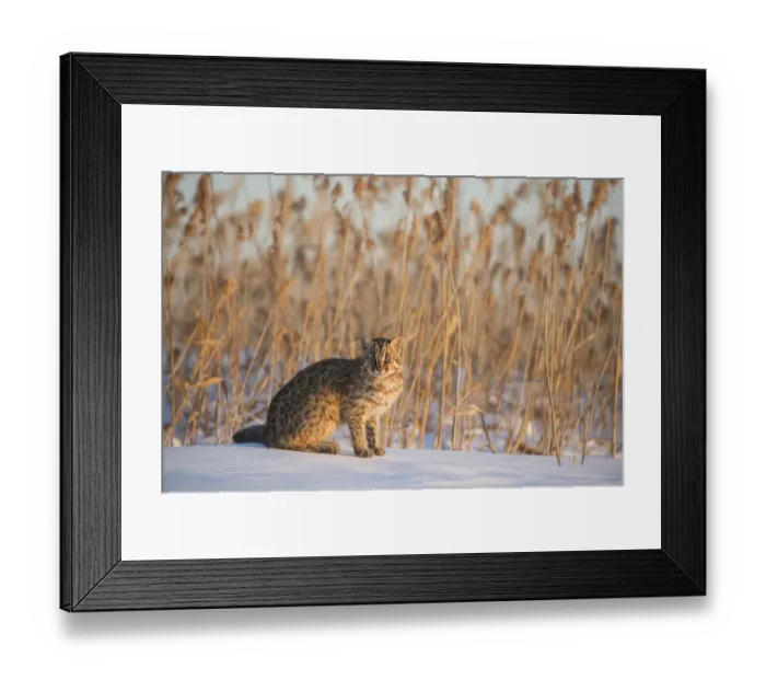 Framed Print : Amur leopard cat (Prionailurus bengalensis euptilurus) Vladivostok, Primorsky Krai, Far East Russia Framed Print : Amur leopard cat (Prionailurus bengalensis euptilurus) Vladivostok, Primorsky Krai, Far East Russia