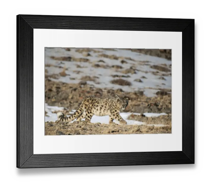 Framed Print : Snow leopard (Uncia uncia) walking, Altai Mountains, Mongolia. March Framed Print : Snow leopard (Uncia uncia) walking, Altai Mountains, Mongolia. March