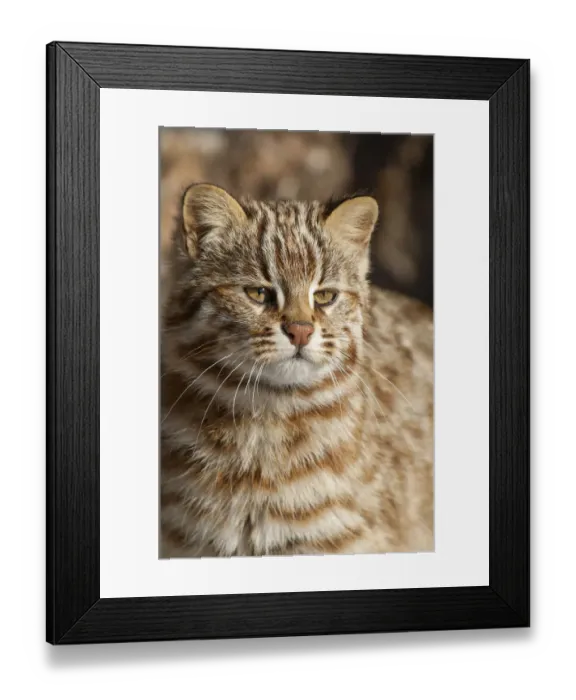 Framed Print : Amur leopard cat (Prionailurus bengalensis euptilurus) Vladivostok, Primorsky Krai, Far East Russia Framed Print : Amur leopard cat (Prionailurus bengalensis euptilurus) Vladivostok, Primorsky Krai, Far East Russia