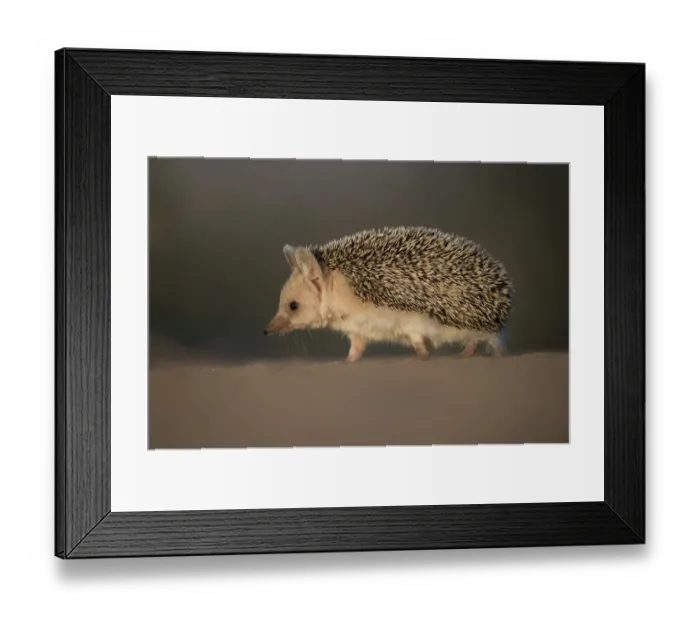 Framed Print : Long-eared hedgehog (Hemiechinus auritus) Gobi Desert, Mongolia. May Framed Print : Long-eared hedgehog (Hemiechinus auritus) Gobi Desert, Mongolia. May