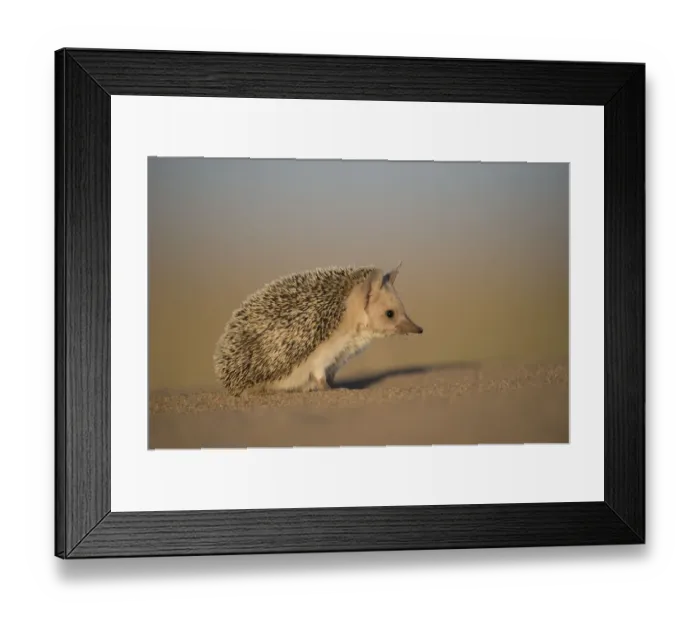 Framed Print : Long-eared hedgehog (Hemiechinus auritus) Gobi Desert, Mongolia. May Framed Print : Long-eared hedgehog (Hemiechinus auritus) Gobi Desert, Mongolia. May