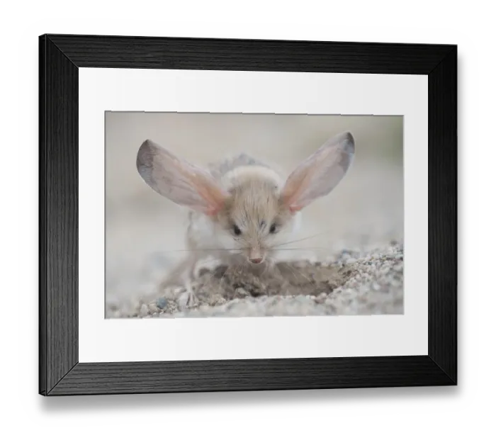 Framed Print : Long-eared jerboa (Euchorentes naso) digging, South Gobi Desert, Mongolia. June Framed Print : Long-eared jerboa (Euchorentes naso) digging, South Gobi Desert, Mongolia. June